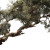 Tree Branch Growth Vinyl Car Decal Sticker – Waterproof & UV-Resistant 6.826666666666667"