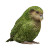 Kakapo Portrait Vinyl Car Decal Sticker – Waterproof & UV-Resistant 3.4133333333333336"