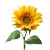 Sunflower V6 Vinyl Car Decal Sticker – Waterproof & UV-Resistant 6.826666666666667"