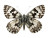 Marbled White Butterfly Vinyl Car Decal Sticker – Waterproof & UV-Resistant 6.1866666666666665"