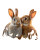 Adorable Bunnies Together Vinyl Car Decal Sticker – Waterproof & UV-Resistant 8.0"