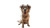 Joyful Mongolian Dog Vinyl Car Decal Sticker – Waterproof & UV-Resistant 2.72"