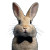 Elegant Rabbit Portrait V2 Vinyl Car Decal Sticker – Waterproof & UV-Resistant 6.826666666666667"