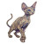 Funky Devon Rex Vinyl Car Decal Sticker – Waterproof & UV-Resistant 6.826666666666667"