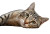 Curious Tabby Cat V5 Vinyl Car Decal Sticker – Waterproof & UV-Resistant 2.986666666666667"
