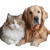Cat And Dog V11 Vinyl Car Decal Sticker – Waterproof & UV-Resistant 3.4133333333333336"