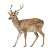 Deer Side View Vinyl Car Decal Sticker – Waterproof & UV-Resistant 6.826666666666667"