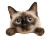 Happy Siamese Cat Vinyl Car Decal Sticker – Waterproof & UV-Resistant 6.613333333333333"