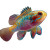 Vibrant Swimming Fish Vinyl Car Decal Sticker – Waterproof & UV-Resistant 3.4133333333333336"