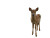 Baby Deer Vinyl Car Decal Sticker – Waterproof & UV-Resistant 6.1866666666666665"