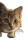 Tabby Kitten Pounce Vinyl Car Decal Sticker – Waterproof & UV-Resistant 9.706666666666667"