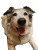 Happy Dog V16 Vinyl Car Decal Sticker – Waterproof & UV-Resistant 8.213333333333333"