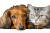 Dachshund And Cat Cuddle Vinyl Car Decal Sticker – Waterproof & UV-Resistant 2.986666666666667"