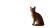 African Wildcat At Nile Vinyl Car Decal Sticker – Waterproof & UV-Resistant 5.4