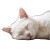 Sleeping White Cat V5 Vinyl Car Decal Sticker – Waterproof & UV-Resistant 3.4133333333333336"