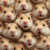 Hamster Faces Vinyl Car Decal Sticker – Waterproof & UV-Resistant 3.4133333333333336"
