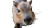 Newborn Capybara Pup Vinyl Car Decal Sticker – Waterproof & UV-Resistant 5.4