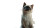 Dancing Siamese Cat Vinyl Car Decal Sticker – Waterproof & UV-Resistant 2.72"