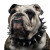 Tough Bulldog Vinyl Car Decal Sticker – Waterproof & UV-Resistant 3.4133333333333336"