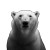 Polar Bear Portrait V2 Vinyl Car Decal Sticker – Waterproof & UV-Resistant 6.826666666666667"