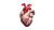 Anatomical Human Heart Vinyl Car Decal Sticker – Waterproof & UV-Resistant 5.4