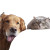 Playful Retriever Sneaks Vinyl Car Decal Sticker – Waterproof & UV-Resistant 3.4133333333333336"