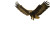 Haast’S Eagle Dive Vinyl Car Decal Sticker – Waterproof & UV-Resistant 5.97333333333333