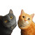 Cats With Owner Vinyl Car Decal Sticker – Waterproof & UV-Resistant 3.4133333333333336"