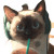 Stylish Siamese Cat V4 Vinyl Car Decal Sticker – Waterproof & UV-Resistant 3.4133333333333336"