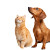 Orange Cat & Dachshund Vinyl Car Decal Sticker – Waterproof & UV-Resistant 6.826666666666667"