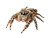 Jumping Spider Vinyl Car Decal Sticker – Waterproof & UV-Resistant 6.1866666666666665"