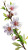 Almond Blossoms Close-Up Vinyl Car Decal Sticker – Waterproof & UV-Resistant 4.8533333333333335"
