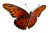 Flying Butterfly V4 Vinyl Car Decal Sticker – Waterproof & UV-Resistant 2.986666666666667"