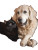 Dog And Cat Bonding Vinyl Car Decal Sticker – Waterproof & UV-Resistant 4.1066666666666665"