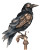 Steampunk Crow Vinyl Car Decal Sticker – Waterproof & UV-Resistant 4.0"