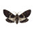 Antique Moth Drawing Vinyl Car Decal Sticker – Waterproof & UV-Resistant 6.826666666666667"