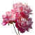 Pink Peony Flowers V2 Vinyl Car Decal Sticker – Waterproof & UV-Resistant 6.826666666666667"