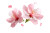 Pink Crabapple Blossoms Vinyl Car Decal Sticker – Waterproof & UV-Resistant 2.986666666666667"