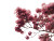 Pink Flower Tree V2 Vinyl Car Decal Sticker – Waterproof & UV-Resistant 6.1866666666666665"