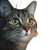 Cat V182 Vinyl Car Decal Sticker – Waterproof & UV-Resistant 3.4133333333333336"