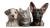 Cute Pets Vinyl Car Decal Sticker – Waterproof & UV-Resistant 5.4