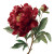 Dark Red Peony Vinyl Car Decal Sticker – Waterproof & UV-Resistant 6.826666666666667"