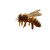Bee Brewing Honey Vinyl Car Decal Sticker – Waterproof & UV-Resistant 3.4133333333333336"