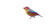 Rainbow Feathered Bird Vinyl Car Decal Sticker – Waterproof & UV-Resistant 2.72"