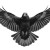 Black Raven Flight V3 Vinyl Car Decal Sticker – Waterproof & UV-Resistant 3.4133333333333336"