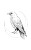 Crow Moon Tattoo Vinyl Car Decal Sticker – Waterproof & UV-Resistant 4.586666666666667"