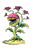 Carnivor Plant Vinyl Car Decal Sticker – Waterproof & UV-Resistant 4.4