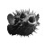Screaming Puffer Fish Vinyl Car Decal Sticker – Waterproof & UV-Resistant 3.4133333333333336"