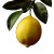 Realistic Lemon V2 Vinyl Car Decal Sticker – Waterproof & UV-Resistant 3.4133333333333336"