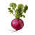 Single Radish V2 Vinyl Car Decal Sticker – Waterproof & UV-Resistant 3.4133333333333336"
